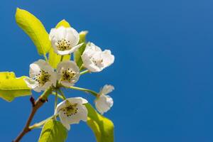 Flowering pear branch against the blue sky, Ukraine photo