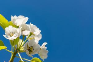 Flowering pear branch against the blue sky, Ukraine photo