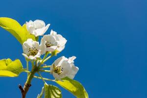 Flowering pear branch against the blue sky, Ukraine photo