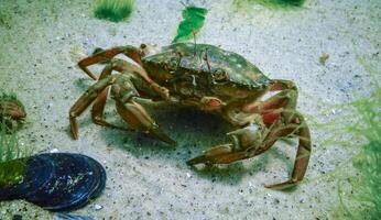 Invasive species, Big Green crab -Carcinus maenas, crab on the sand in the Black Sea. photo