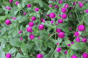 Globe amaranth flower plant on nursery photo