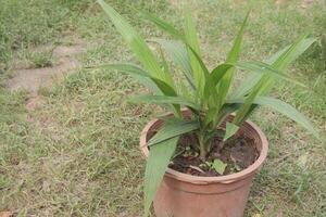eleutherine bulbosa flower plant on nursery photo