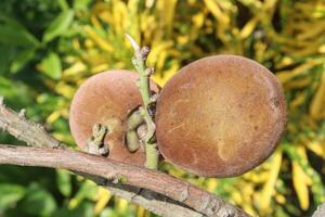 Velvet Apples fruit on tree in farm photo