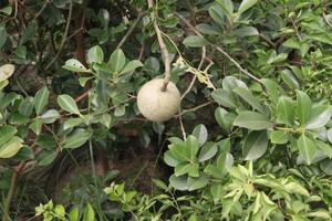 Wood-apple on tree in farm photo