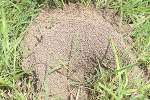 Mounds of mud made by ants photo