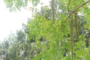 Moringa on tree in farm for harvest photo