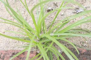 Juncus bufonius grass plant on field photo