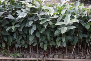 Syzygium polyanthum fruit plant on nursery photo