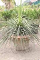 agave geminiflora leaf plant on nursery photo