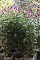 Globe amaranth flower plant on nursery photo