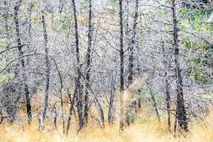 dried tree grove at Erebuni hill in Yerevan city photo
