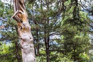 bare tree trunk in Drunken Forest in Dilijan photo