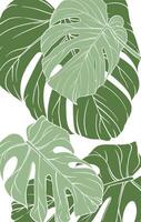 Stylish and modern pattern with monstera leaves in different shades of green on a white background, design for wallpaper, textile, packaging or as a background for web design vector