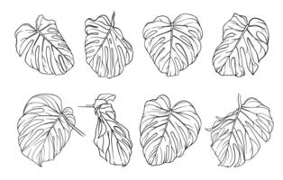large set of monochrome monstera leaves, close-up of tropical plant leaf in different angles, various exotic jungle elements vector