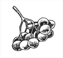 rowan berries. illustration in sketch style vector