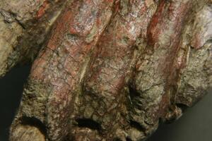 Restoration close up. conservation of paintings. conservation of sculptures photo