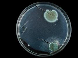 petri dish, mold, various types of fungi, photo