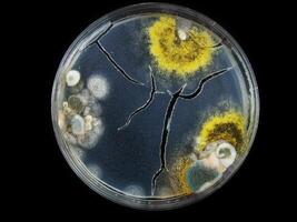 petri dish, mold, various types of fungi, photo