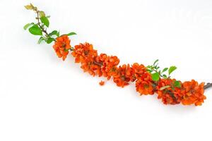 Japanese quince flower on white background close-up. place for text photo