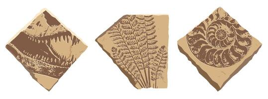 Prehistoric imprints of Dinosaur skull, fern, ammonite in stone cuts. Realistic illustration in a flat style isolated on white background. vector