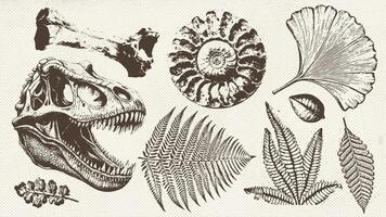 Prehistoric ammonite shell, dinosaur skull, ancient leaves imprints set . Dinosaur and prehistoric period collection of icons in monochrome style. vector