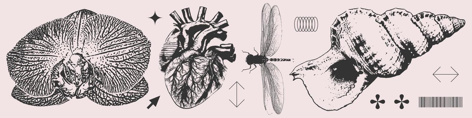Trendy Vintage Summer set of orchid, heart, dragonfly, seashell halftone collage elements. Grunge punk organic shapes for mixed media design. Trendy modern retro illustration isolated