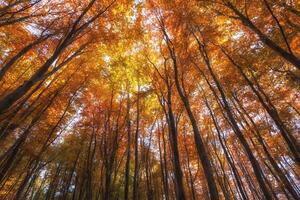 autumn forest, colored trees in the autumn, beautiful Ukrainian landscape of autumn photo