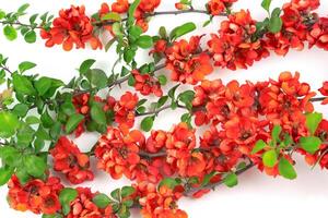 Japanese quince flower on white background close-up. place for text photo