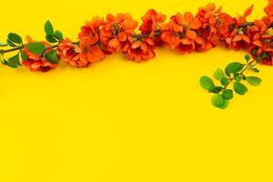 Japanese quince flower on yellow background close-up. place for text photo