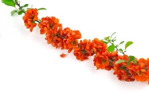 Japanese quince flower on white background close-up. place for text photo