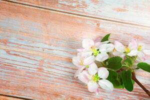 a branch of spring blossoming apple tree on a wooden background. photo