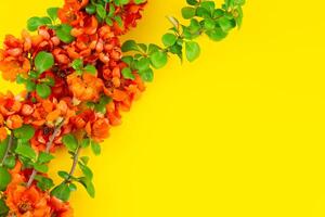 Japanese quince flower on yellow background close-up. place for text photo