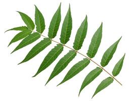 Leaf of the neem tree Azadirachta indica, with thin elongated leaflets connected on one branch photo