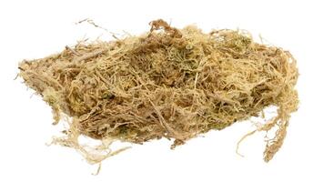 Sphagnum moss for orchids on a white isolated background, close up photo