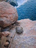 Turtle floating on a rock near the edge of the water photo