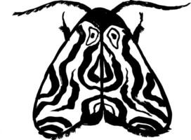 A black and white drawing of a zebra moth vector