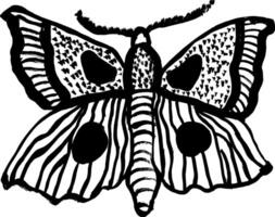 A black and white drawing of a butterfly vector