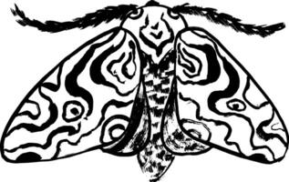 A black and white drawing of a moth with a zebra pattern vector