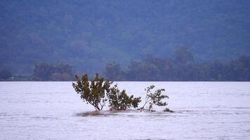 Flooding, The tree is in the middle of an elevated area and is flooded, Strong currents in the rainy season, The water in the river overflowed and flooded the surrounding area video