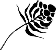 A black and white drawing of a leaf vector