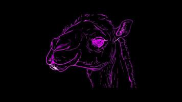 neon telaio effetto, cammello con un' soddisfare espressione e un' ciuffo di pelliccia su nero sfondo video