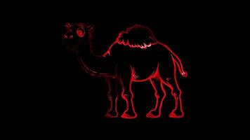 Neon frame effect, camel with a content expression and a tuft of fur on black background video