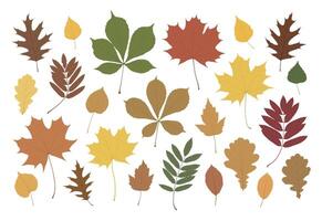 Set of autumn leaves from different trees. vector