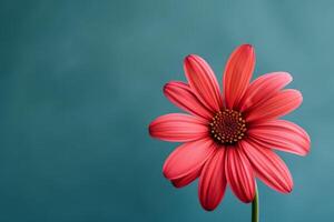 A single red flower on a blue background photo
