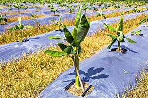 Vibrant young banana plants growing in an organized agricultural field with protective plastic sheeting, showcasing modern farming techniques photo