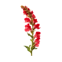 Snapdragon isolated on transparent background png