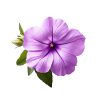 Petunia isolated on transparent background png
