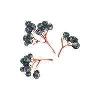 Branches of black chokeberry berries Sorbaronia fallax three bunches. Hand drawn watercolor illustration on the theme of autumn and harvest. Set of objects isolated from the background vector
