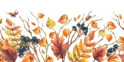 Autumn berries physalis, chokeberry, rowan leaves, maple, birch, tree branches and ladybugs. Watercolor illustrations. Horizontal seamless border isolated from background vector