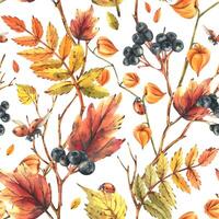 Autumn berries physalis, chokeberry, rowan leaves, maple, birch, tree branches and ladybugs. Watercolor illustrations. Seamless pattern on a white background vector